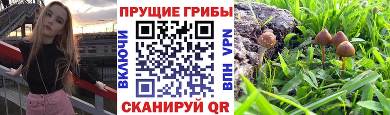 дарнет шоп  Магнитогорск  Галлюциногенные грибы мицелий 